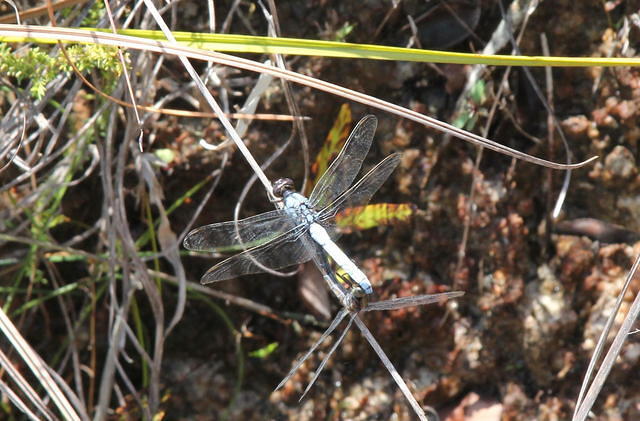 IMG_4526crop
