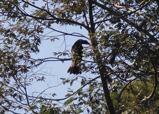 IMG_5986crop