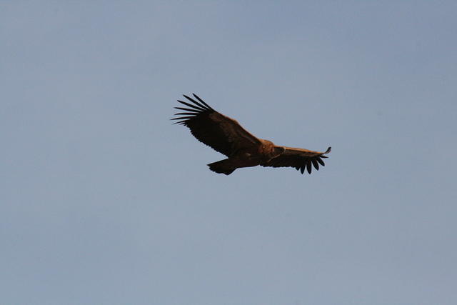 IMG_5331