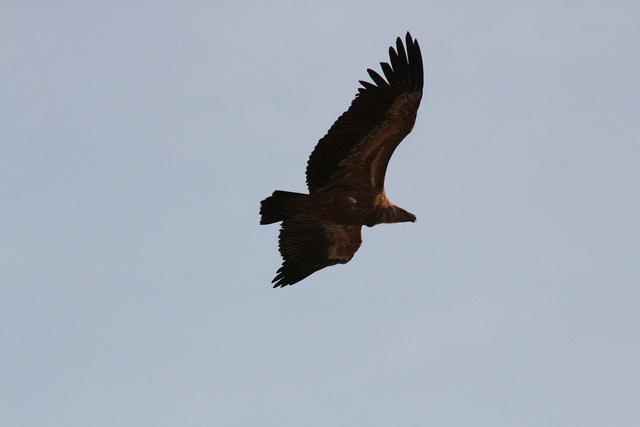 IMG_5333