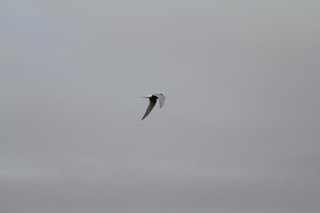 IMG_0543