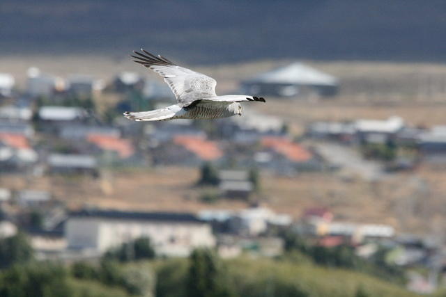 IMG_0938