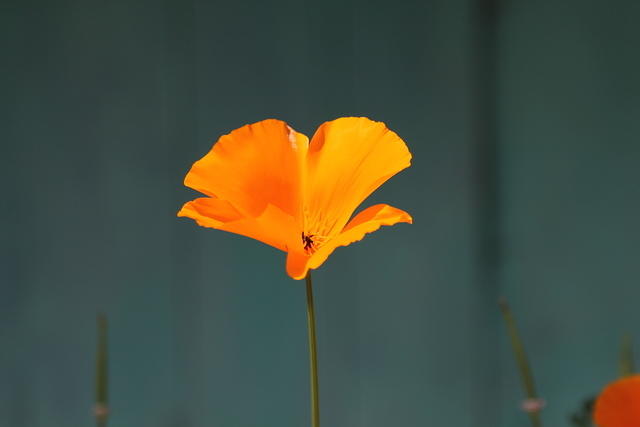 IMG_8079