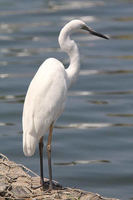 IMG_4420