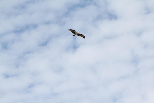 IMG_0906