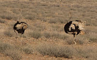 Wildlife