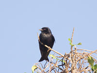 IMG_3454