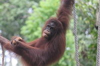 Borneo 2012