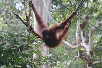 Orang Utans