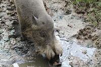Other Wildlife