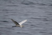 IMG_4459