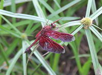 IMG_4610crop