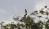 IMG_5416crop
