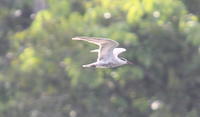 IMG_5419crop