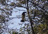 IMG_5986crop