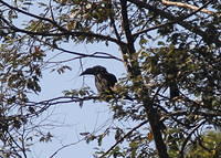 IMG_5992crop