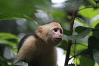 Wildlife
