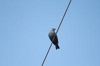 IMG_9071