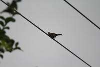 IMG_9077