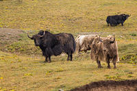 IMG_0082