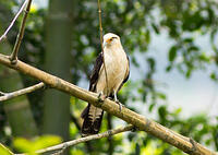 Wildlife