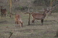 Antelope & Gazelles