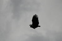 IMG_3606
