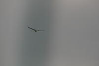 IMG_3723