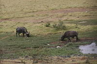 Buffalo