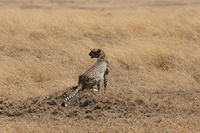 IMG_4516.JPG
