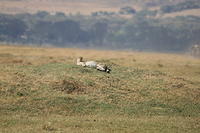 IMG_4645.JPG