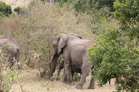 Elephants