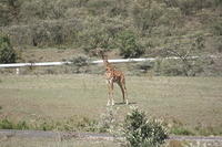 Giraffes