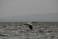 IMG_3595
