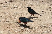 IMG_4555