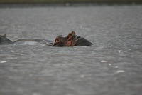 Hippos