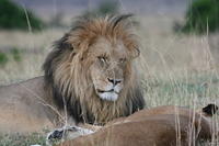 Lions