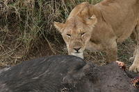 IMG_4371.JPG