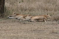 IMG_4378.JPG
