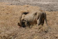 IMG_4704.JPG
