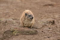 Other Animals