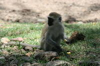Primates