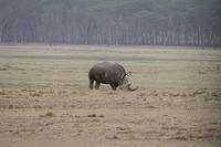 Rhinos