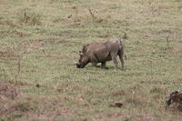 Warthogs