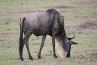 Wildebeest