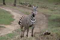 Zebras