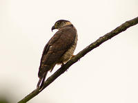 IMG_6858