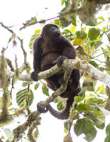 Wildlife