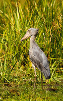 IMG 0823