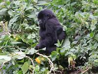 Gorilla